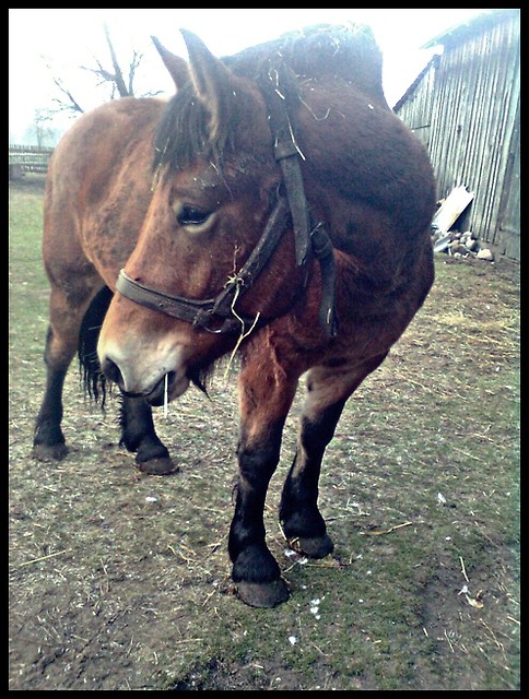 Wpis lovehorses12
