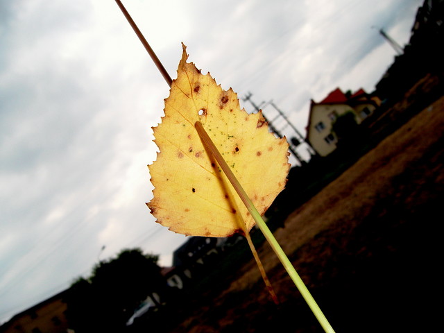 jesienny dzie..