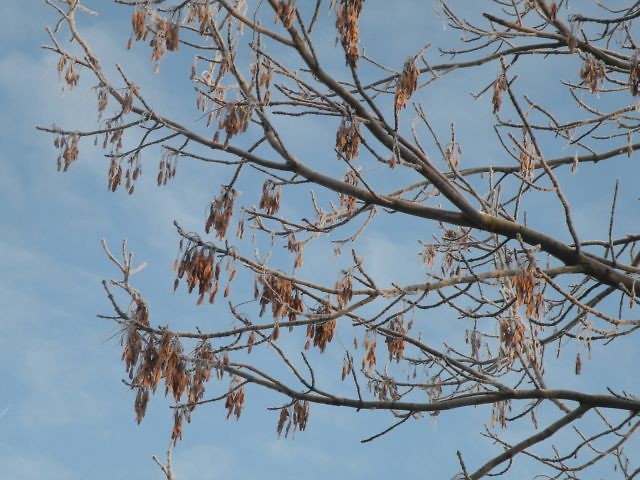 paRASsol