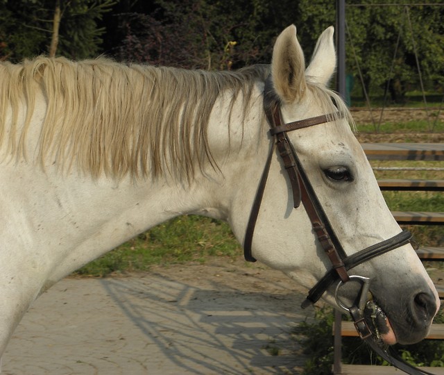 Wpis tobiano
