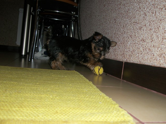 Jessy 