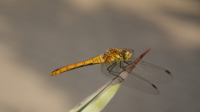 Waka