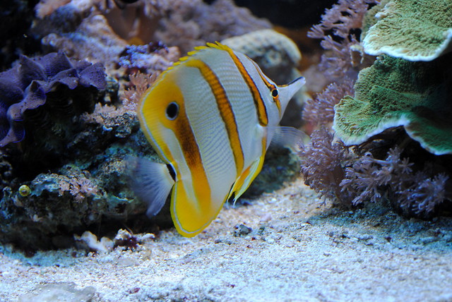 Wpis bananofa