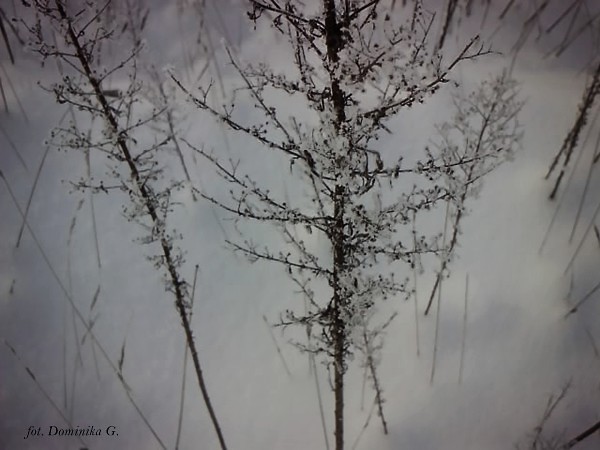 Wpis piczkaxx3