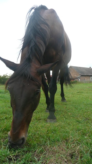 Archiwia
