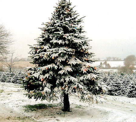 All I want for christmas is....