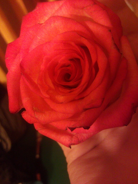 Wild rose...