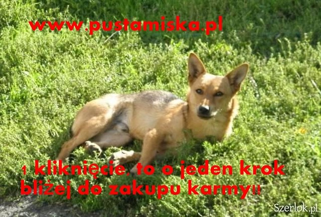 Wpis modlitwapsa
