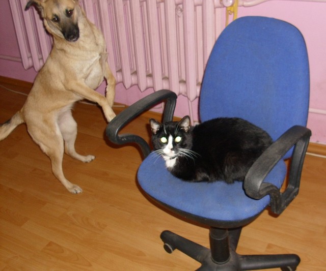 Wpis pyciulek