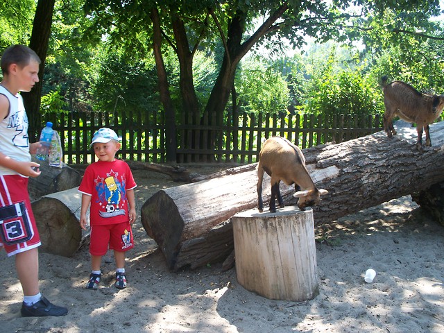 2010 walakcje zoo we wrocawiu