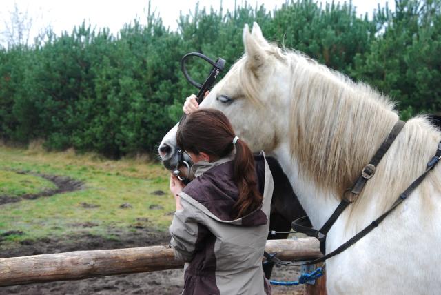Wpis chestnuthorse