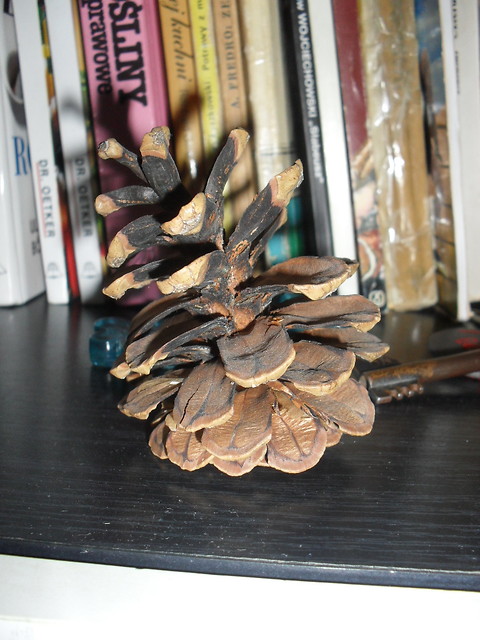 Szychaaa