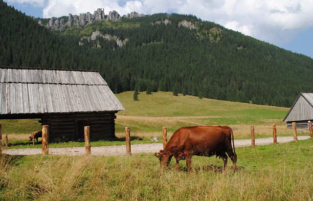 Zakopiec...