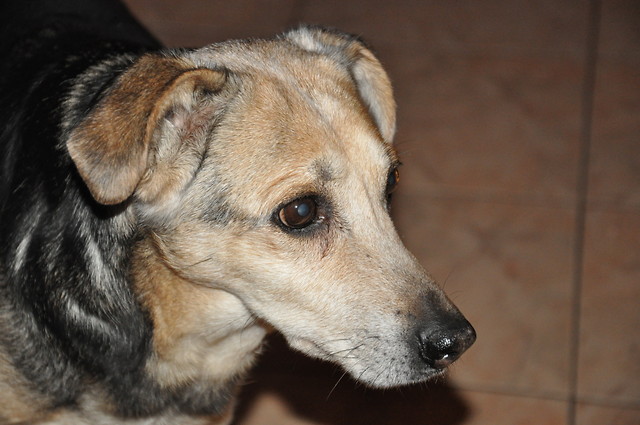 Sunia