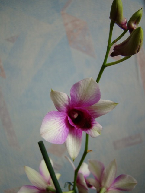 Dendrobium