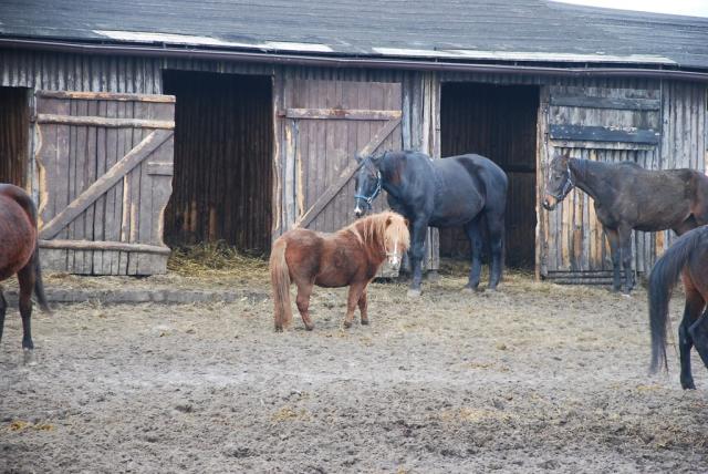 Wpis chestnuthorse
