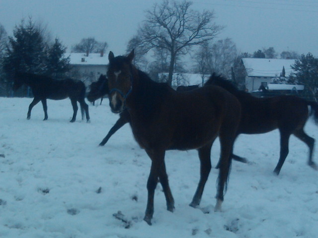 Wpis tobiano