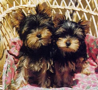 yorki