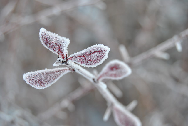 Wpis donataphotography
