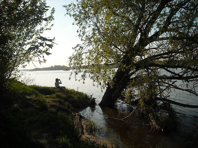 Wikliny