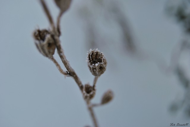 Wpis donataphotography