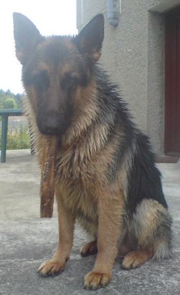 moja psinka