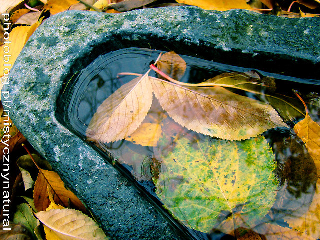 Wpis mistycznynatural