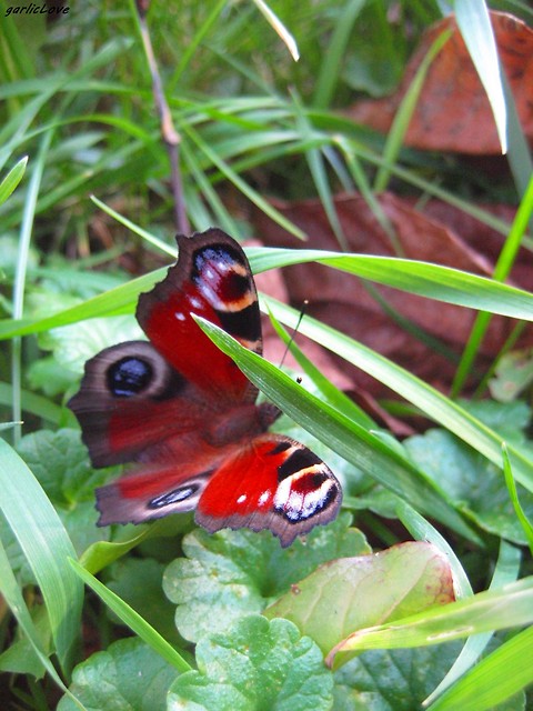 motyl_ek ;D