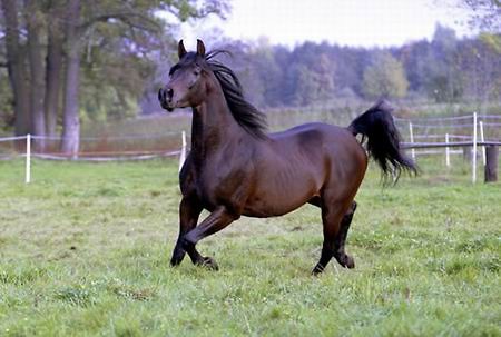 Wpis czarnakonina