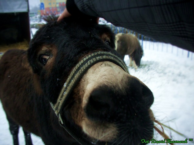 22.12.2010r.