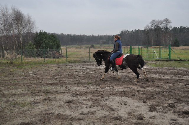 Pony.