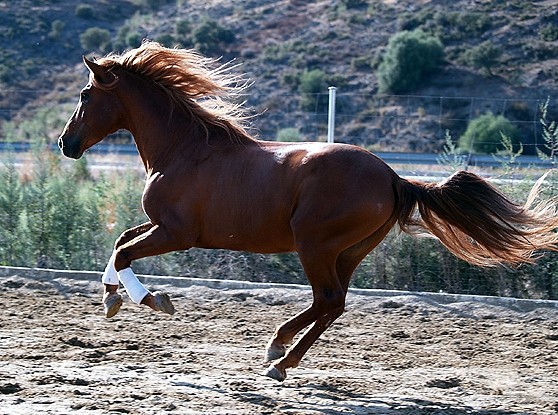 Wpis tobiano