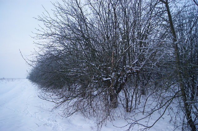 Wpis callicarpa