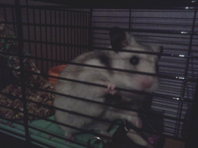 Hatchibi... ;)