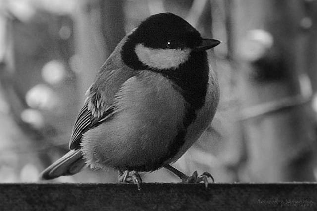 bird