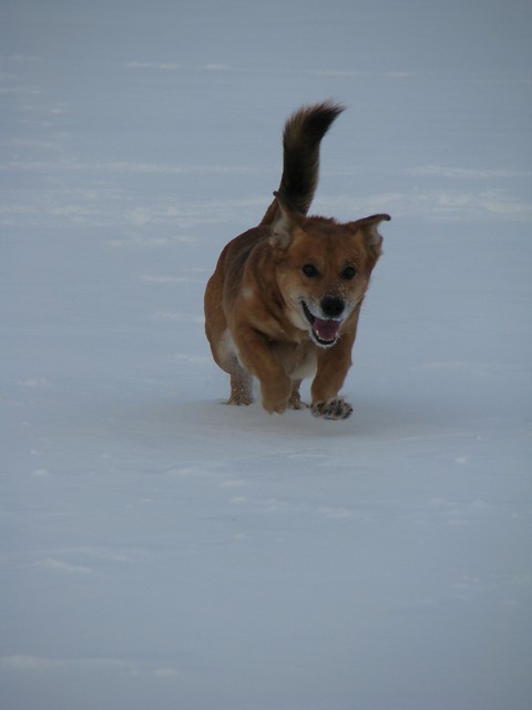 Brutus :)