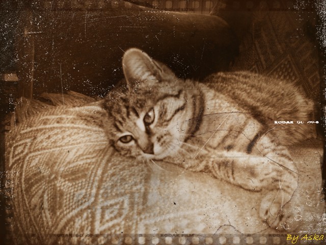 Kicia