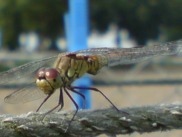 Wpis dobrzejewice80