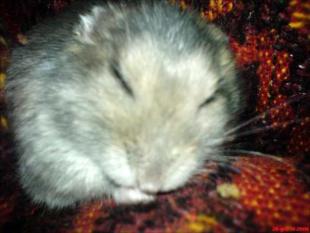 Chomiczek ;D