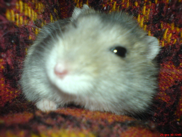 dzisiejsze 