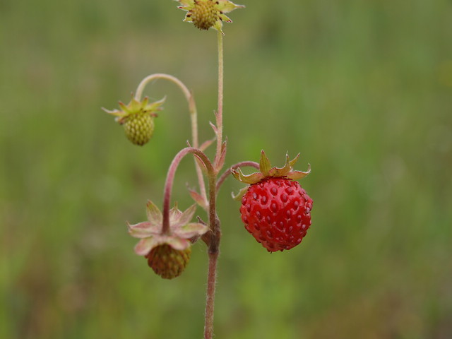 Poziomka.