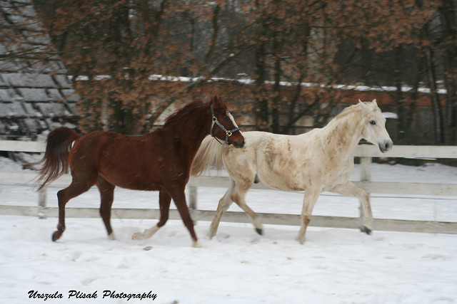 Zimowe bieganiny :)