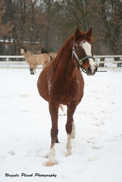 Rudy :)
