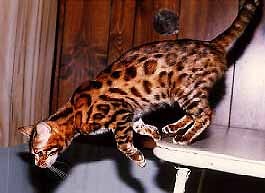 Kot Bengalski