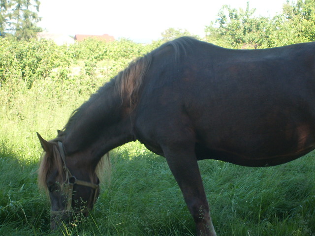 Moja Malina