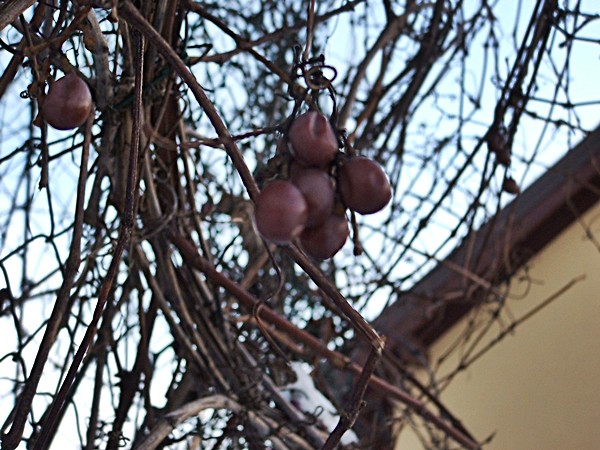 winogrono