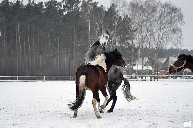 konieeeeeeeeee