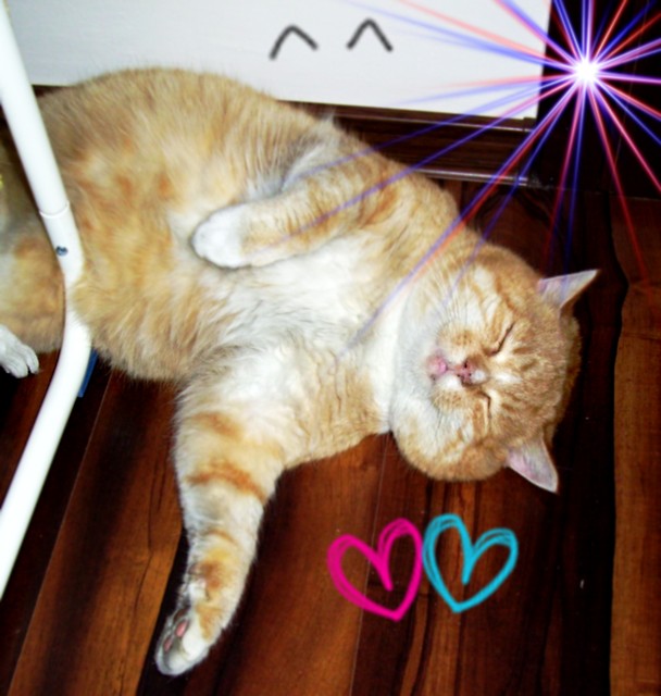 Garfield mj sodki kot ;**