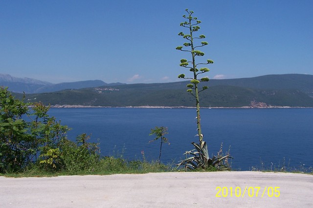 Wpis bela96