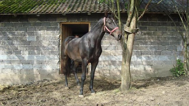 Przyjacilka - Rownina wgierska